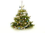 Hledáme dárce stromu pro letošní vánoce