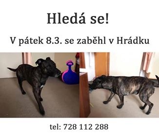 Hledá se pes