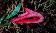 Velmi zajímavá vzácná houba nalezena v Hrádku