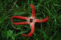 Velmi zajímavá vzácná houba nalezena v Hrádku