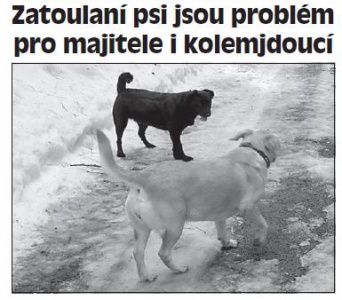 Zatoulaní psi jsou problém pro majitele i kolemjdoucí (Hutník 7. 3. 2012)